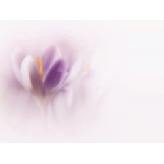 CALVENDO Puzzle CALVENDO Puzzle Farbtupfer der Natur Пазл CALVENDO Puzzle Всплеск цвета от природы