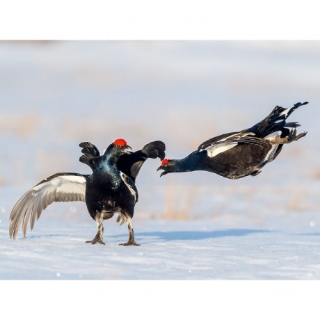 CALVENDO Puzzle CALVENDO Puzzle Emotionale Momente: Birkwild Пазл CALVENDO Puzzle Эмоциональные моменты: тетерев