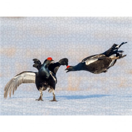 CALVENDO Puzzle CALVENDO Puzzle Emotionale Momente: Birkwild Пазл CALVENDO Puzzle Эмоциональные моменты: тетерев