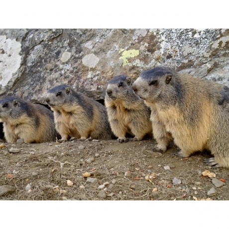 CALVENDO Puzzle CALVENDO Puzzle Verspielte Murmeltiere Пазл CALVENDO Puzzle Игривые сурки