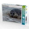 CALVENDO Puzzle CALVENDO Puzzle Seehund auf Helgolands Dune Пазл CALVENDO Puzzle Seal on Helgolands Dune