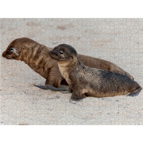 CALVENDO Puzzle CALVENDO Puzzle Seelowen Babys auf Galapagos Пазл CALVENDO Puzzle Детеныши морских львов на Галапагосах
