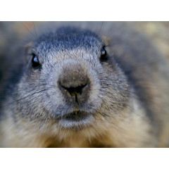 CALVENDO Puzzle CALVENDO Puzzle Wildlife Пазл CALVENDO Puzzle Дикая природа