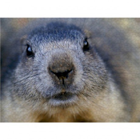 CALVENDO Puzzle CALVENDO Puzzle Wildlife Пазл CALVENDO Puzzle Дикая природа