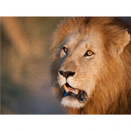 CALVENDO Puzzle CALVENDO Puzzle Emotionale Momente: Lowenkampf  Lowenliebe \/ CH-Version Пазл CALVENDO Puzzle Эмоциональные моменты: бой льва лев любовь / версия CH