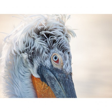 CALVENDO Puzzle CALVENDO Puzzle Charismatische Vogel Пазл CALVENDO Puzzle Харизматичная птичка