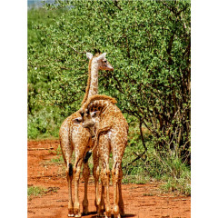 CALVENDO Puzzle CALVENDO Puzzle Giraffen ....was guckst du ? Пазл CALVENDO Пазл жирафы.... на что ты смотришь?
