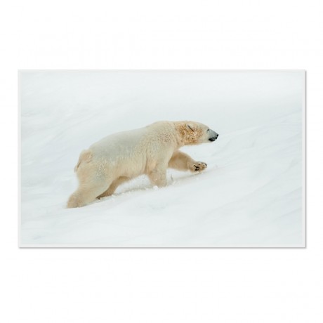 CALVENDO Puzzle CALVENDO Puzzle Emotionale Momente: Der Eisbar. \/ CH-Version Пазл CALVENDO Пазл Эмоциональные моменты: ледяной бар. \/ версия CH