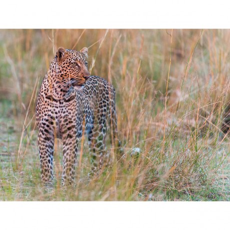 CALVENDO Puzzle CALVENDO Puzzle Der Leopard wurde im Licht der untergehenden Sonne fotografiert. Пазл CALVENDO Puzzle Леопард был сфотографирован в свете заходящего солнца.