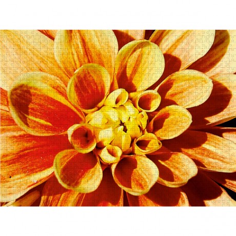 CALVENDO Puzzle CALVENDO Puzzle Dahlie Пазл CALVENDO Пазл Далия