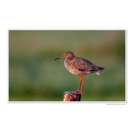 CALVENDO Puzzle CALVENDO Puzzle Emotionale Momente: Die Vogelinsel Texel. \/ CH-Version Пазл CALVENDO Пазл Эмоциональные моменты: Птичий остров Тексел. \/ версия CH