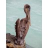 CALVENDO Puzzle CALVENDO Puzzle Pelikan auf der Galapagos Insel Isabella Пазл CALVENDO Puzzle Pelican на галапагосском острове Изабелла