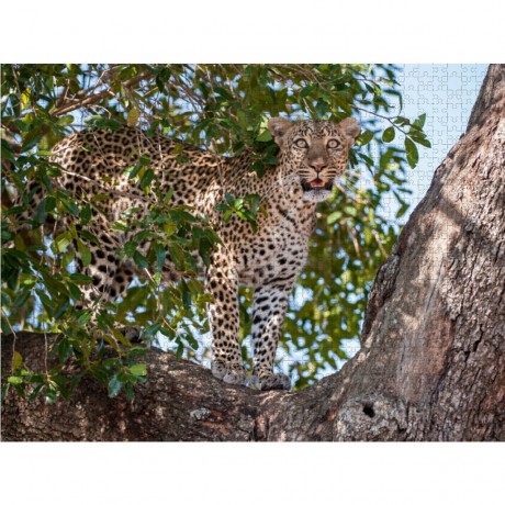 CALVENDO Puzzle CALVENDO Puzzle Emotionale Momente: Leoparden Пазл CALVENDO Puzzle Эмоциональные моменты: леопарды