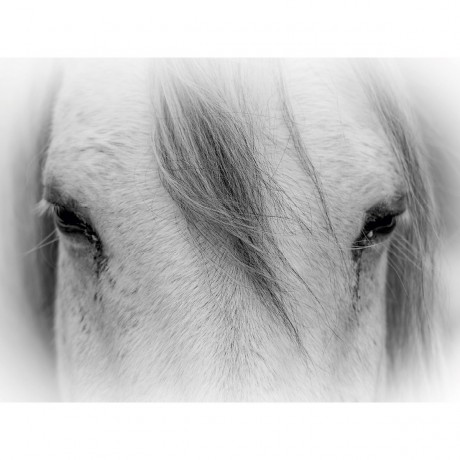 CALVENDO Puzzle CALVENDO Puzzle Emotionale Momente: Weisse Pferde in schwarzweiss. Пазл CALVENDO Пазл Эмоциональные моменты: белые лошади в черно-белом.