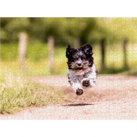 CALVENDO Puzzle CALVENDO Puzzle Havaneser Пазл CALVENDO Пазл Havanese