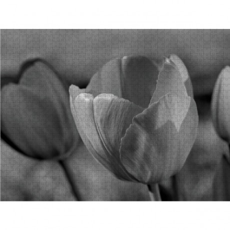 CALVENDO Puzzle CALVENDO Puzzle Tulpen Пазл CALVENDO Пазл Тюльпаны