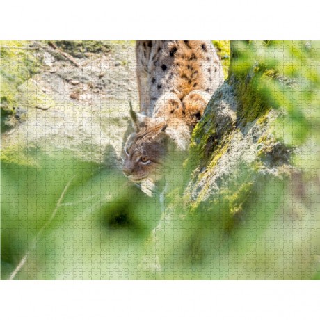 CALVENDO Puzzle CALVENDO Puzzle Luchs Пазл CALVENDO Пазл рысь