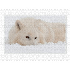 CALVENDO Puzzle CALVENDO Puzzle Emotionale Momente: Polarwolfe. \/ CH-Version Пазл CALVENDO Пазл Эмоциональные моменты: арктические волки. \/ версия CH