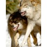 CALVENDO Puzzle CALVENDO Puzzle Emotionale Momente: Der Wolf. Пазл CALVENDO Пазл Эмоциональные моменты: Волк.