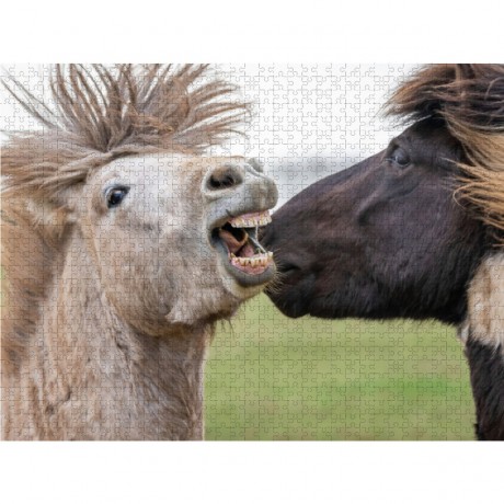 CALVENDO Puzzle CALVENDO Puzzle Sturmische Begrussung der Islandhengste. Пазл CALVENDO Puzzle Бурный привет от исландских жеребцов.