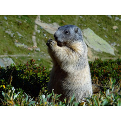 CALVENDO Puzzle CALVENDO Puzzle Fotoshooting eines Murmeltieres Пазл CALVENDO Puzzle Фотосессия сурка