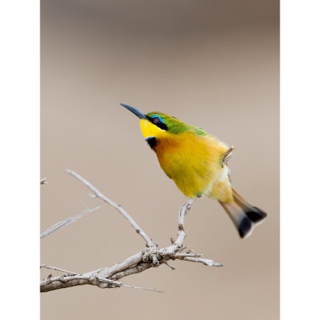 CALVENDO Puzzle CALVENDO Puzzle Bienenfresser Пазл CALVENDO Пазл пчелоед