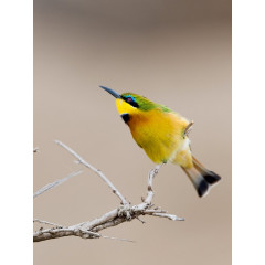 CALVENDO Puzzle CALVENDO Puzzle Bienenfresser Пазл CALVENDO Пазл пчелоед