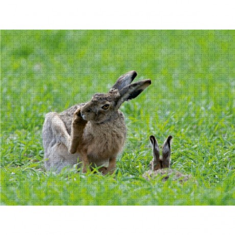 CALVENDO Puzzle CALVENDO Puzzle Der Feldhasenmann putzt sich vor seiner Hasendame. Пазл CALVENDO Puzzle Мужчина-заяц моется на глазах у своей дамы-зайчихи.