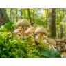 CALVENDO Puzzle CALVENDO Puzzle Hypholoma fasciculare Пазл CALVENDO Puzzle Hypholoma fasciculare