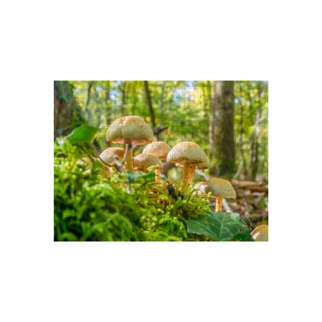 CALVENDO Puzzle CALVENDO Puzzle Hypholoma fasciculare Пазл CALVENDO Puzzle Hypholoma fasciculare