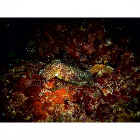 CALVENDO Puzzle CALVENDO Puzzle Sepia Пазл CALVENDO Пазл Сепия