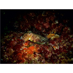 CALVENDO Puzzle CALVENDO Puzzle Sepia Пазл CALVENDO Пазл Сепия