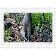 CALVENDO Puzzle CALVENDO Puzzle Emotionale Momente: Europaischer Elch. \/ CH-Version Пазл CALVENDO Пазл Эмоциональные моменты: Европейский лось. \/ версия CH