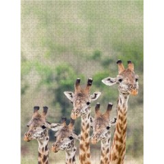 CALVENDO Puzzle CALVENDO Puzzle Emotionale Momente: Giraffen Пазл CALVENDO Puzzle Эмоциональные моменты: Жирафы