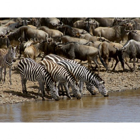 CALVENDO Puzzle CALVENDO Puzzle Faszination Safari. Wildlife in Kenia Пазл CALVENDO Puzzle Очарование Сафари. Дикая природа в Кении