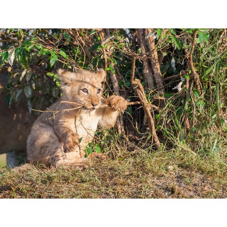 CALVENDO Puzzle CALVENDO Puzzle Emotionale Momente: Liebenswerte Lowenbabys \/ CH-Version Пазл CALVENDO Puzzle Эмоциональные моменты: милые львенки / Swiss version