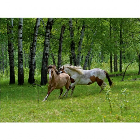 CALVENDO Puzzle CALVENDO Puzzle Wilde Pferde in in der Prarie Пазл CALVENDO Puzzle Дикие лошади в прериях