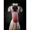 CALVENDO Puzzle CALVENDO Puzzle Galga Phoeby Пазл CALVENDO Puzzle Galga Phoeby