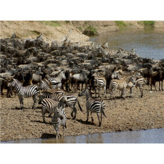 CALVENDO Puzzle CALVENDO Puzzle Begegnung Пазл CALVENDO Puzzle Encounter