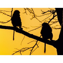 CALVENDO Puzzle CALVENDO Puzzle Paviane im Morgenlicht Пазл CALVENDO Puzzle Павианы в утреннем свете