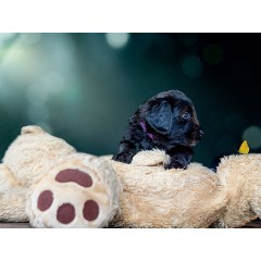 CALVENDO Puzzle CALVENDO Puzzle Briard-Welpe entdeckt Schmetterling Пазл CALVENDO Puzzle Щенок бриара обнаруживает бабочку