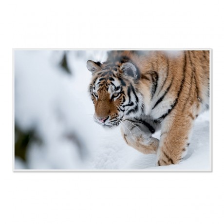 CALVENDO Puzzle CALVENDO Puzzle Emotionale Momente: Tiger Пазл CALVENDO Puzzle Эмоциональные моменты: тигр