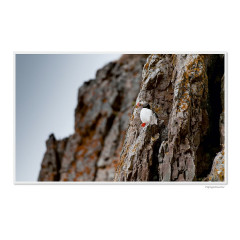 CALVENDO Puzzle CALVENDO Puzzle Emotionale Momente: Die Tierwelt der Arktis \/ CH-Version Пазл CALVENDO Puzzle Emotional Moments: The Animal World of the Arctic / CH version