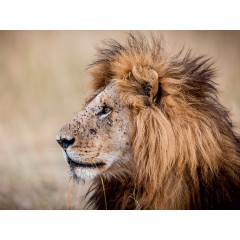 CALVENDO Puzzle CALVENDO Puzzle Lowe Пазл CALVENDO Puzzle Lowe