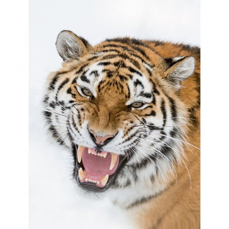CALVENDO Puzzle CALVENDO Puzzle Amurtiger Пазл CALVENDO Пазл Амурский тигр