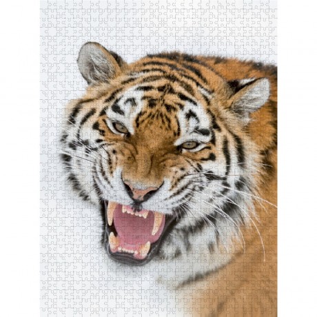 CALVENDO Puzzle CALVENDO Puzzle Amurtiger Пазл CALVENDO Пазл Амурский тигр