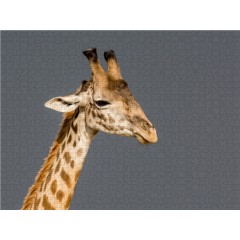 CALVENDO Puzzle CALVENDO Puzzle Emotionale Momente: Giraffen Пазл CALVENDO Puzzle Эмоциональные моменты: Жирафы