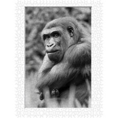 CALVENDO Puzzle CALVENDO Puzzle Emotionale Momente: Gorillas in black  white \/ CH-Version Пазл CALVENDO Puzzle Эмоциональные моменты: гориллы в черно-белом / Швейцарская версия