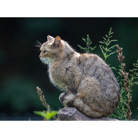 CALVENDO Puzzle CALVENDO Puzzle Eleganz und Schonheit Пазл CALVENDO Puzzle Элегантность и красота