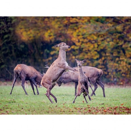 CALVENDO Puzzle CALVENDO Puzzle Emotionale Momente: Hirschbrunft. Part III. Пазл CALVENDO Пазл Эмоциональные моменты: Оленья гонка. Часть 3